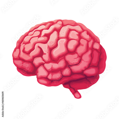 human brain anatomy