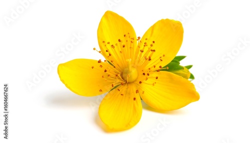 Bright yellow flower on white background (1)
