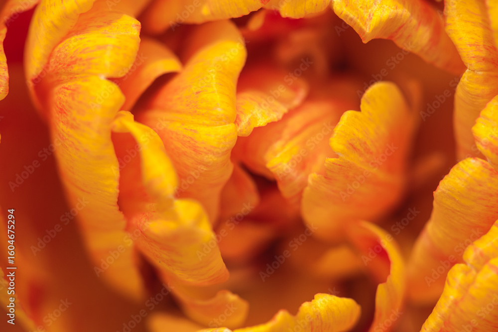 Fototapeta premium View of beautiful orange tulip flower illuminated by soft light