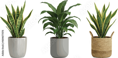 Beautiful indoor houseplants in modern decorative pots, snake plants and green leafy plant, natural home decor, stylish and trendy plant arrangement, perfect for living room, office, or bedroom