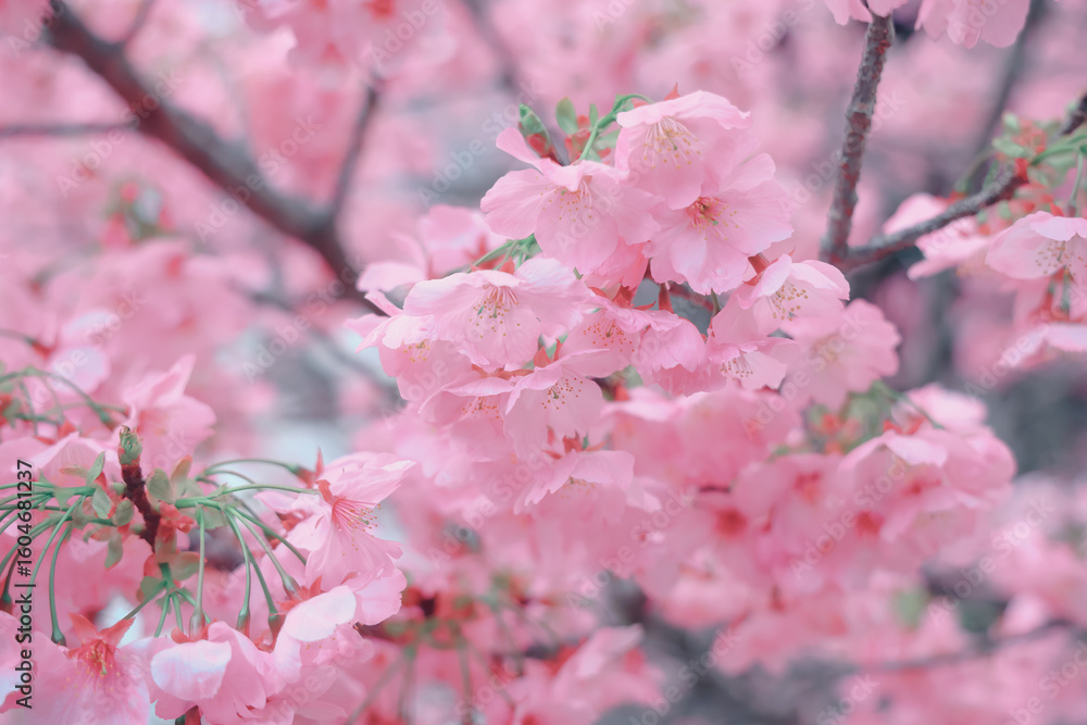 Fototapeta premium March 24 2025 Beautiful Cherry Blossom Flowers in Full Bloom Outdoors, Japan