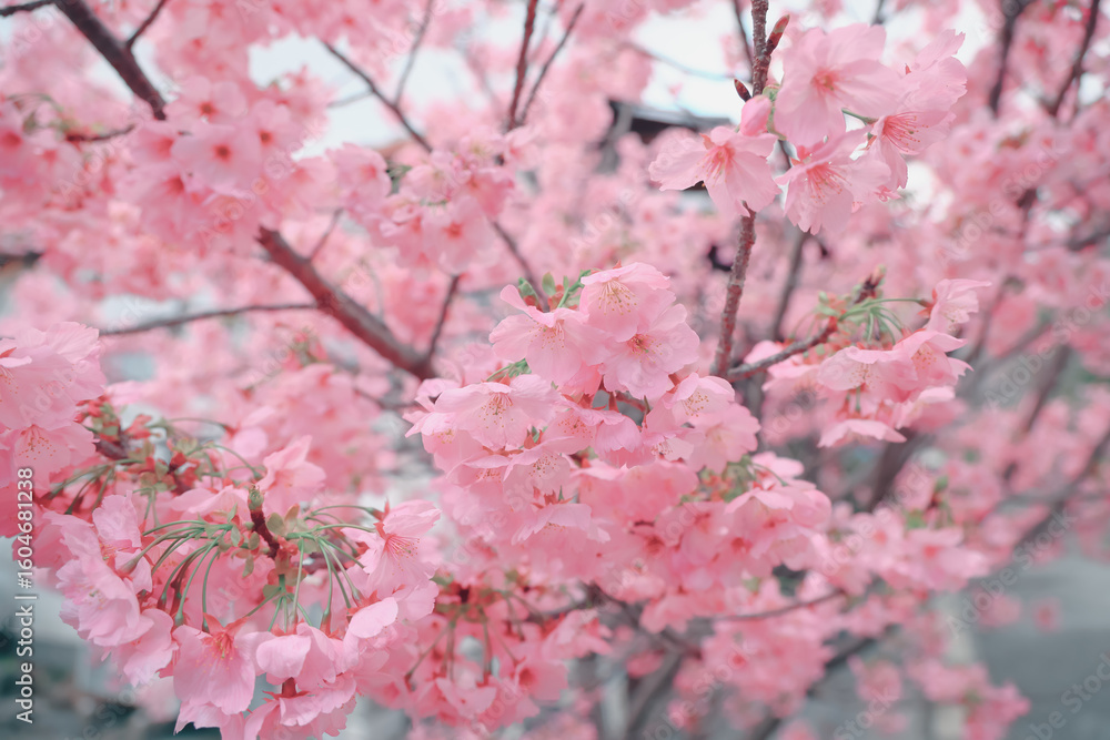 Obraz premium March 24 2025 Beautiful Cherry Blossom Flowers in Full Bloom Outdoors, Japan