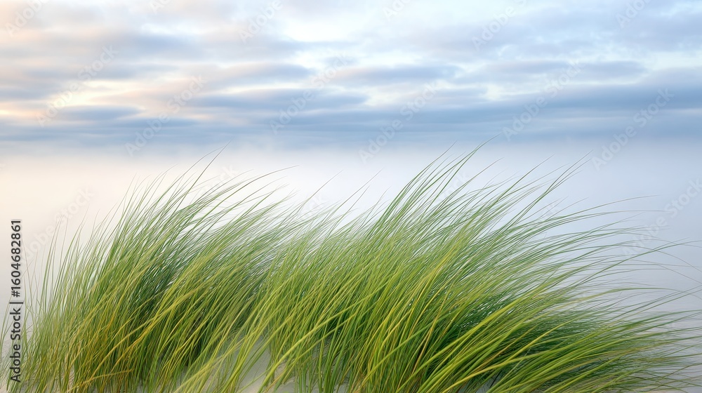 Fototapeta premium Lush Green Grass Swaying in Gentle Breeze Under Soft Cloudy Sky