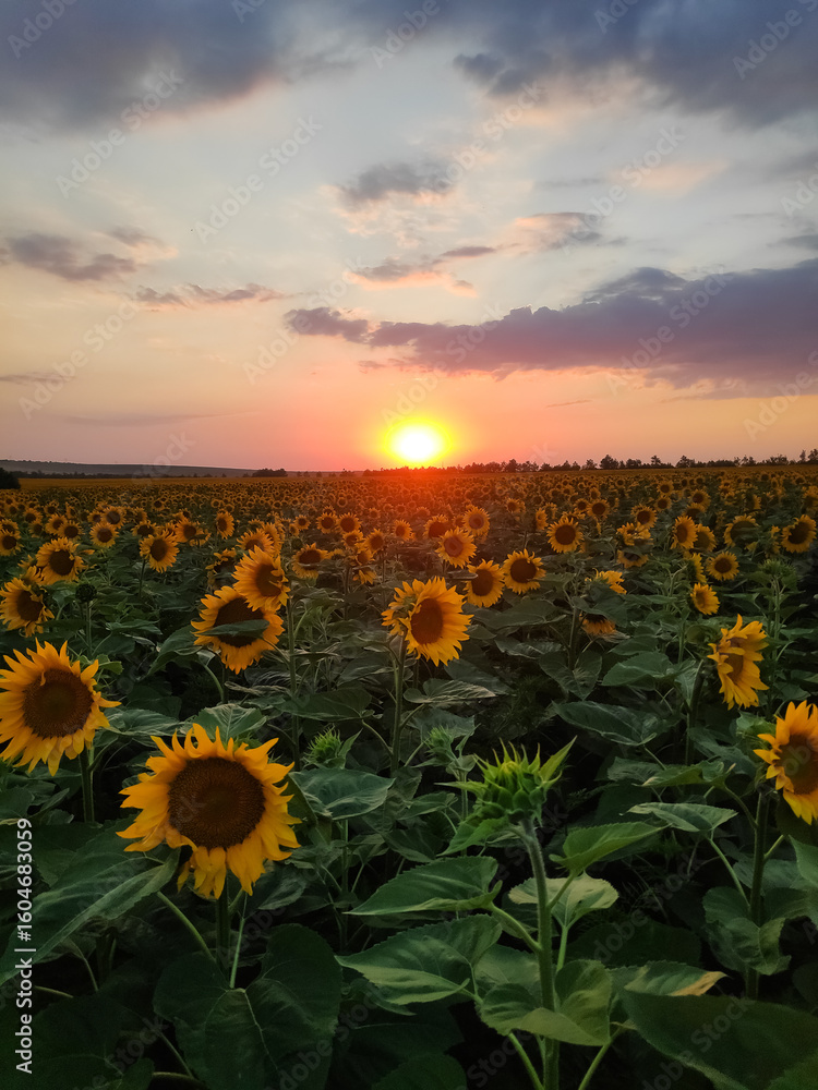 Fototapeta premium Field of sunflowers with a sunset in the background