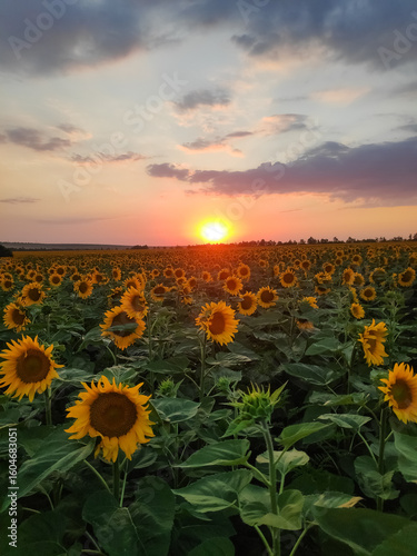 Wallpaper Mural Field of sunflowers with a sun in the sky Torontodigital.ca