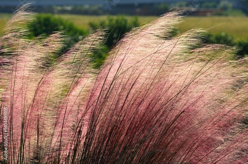 Pink Muhly Grass
