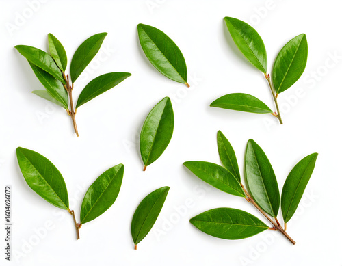 Fresh green leaves collection on white background for design element