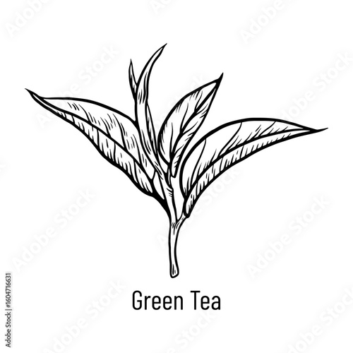Green tea, leaves. Hand drawn sketch vector illustration. Floral branch organic linear drawing. Chinese green tea, hot drink. Black leaf on white background.