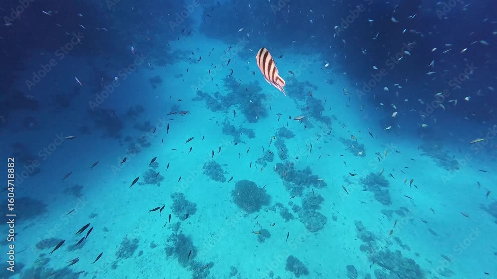 Snorkeling with the school of fish Indo-Pacific sergeant - Abudefduf vaigiensis and tropical coral reef. Underwater video with the fish and corals. Marine life and fish, travel footage.
