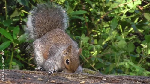 Grey Squirrel (Sciurus carolinensis) Feeding on a Log in a Woodland or Park
