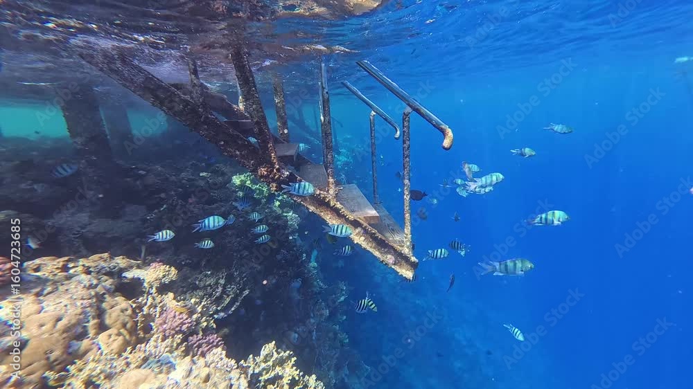 Snorkeling with the school of fish Indo-Pacific sergeant - Abudefduf vaigiensis and tropical coral reef. Underwater video with the fish and corals. Marine life and fish, travel footage.