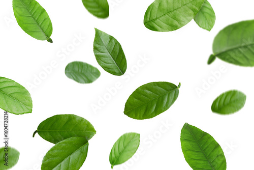 Green citrus leaves flying against white background