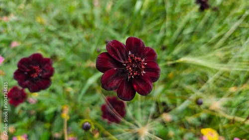 Sweden. Cosmos atrosanguineus, the chocolate cosmos, is a species of Cosmos, native to Mexico.  