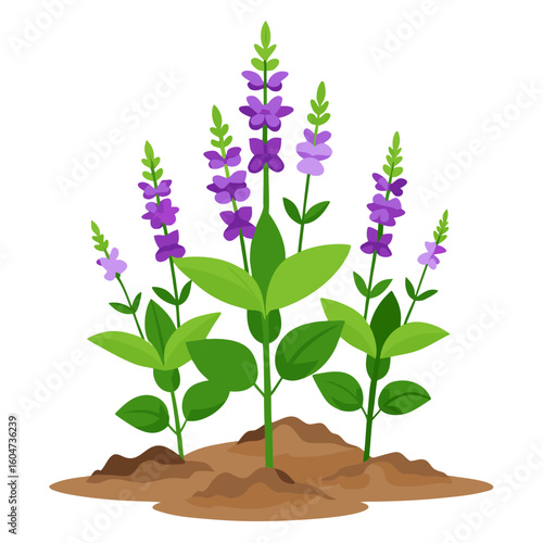 Illustration of blooming salvia plants with purple flowers in a garden landscape design concept
