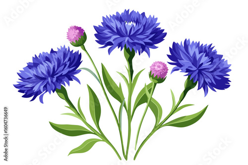 Beautiful cornflowers centaurea cyanus floral arrangement botanical illustration vector design element