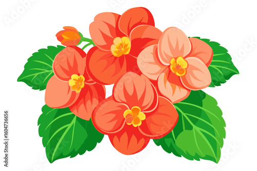 Beautiful orange begonia flowers illustration for botanical design and floral art projects needs