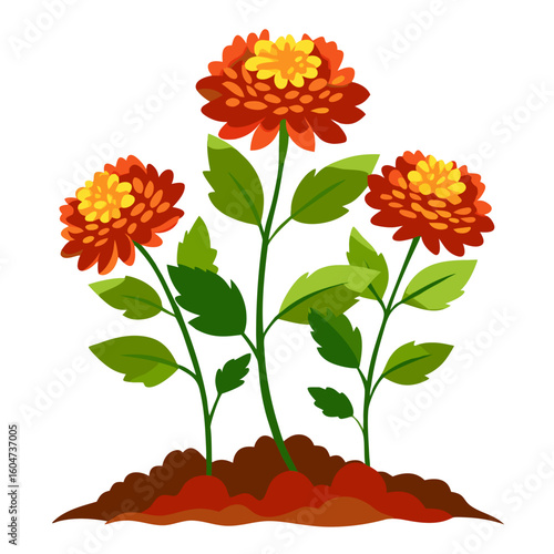 Fotografi Illustration of orange zinnia flowers in garden soil, floral design, botanical a