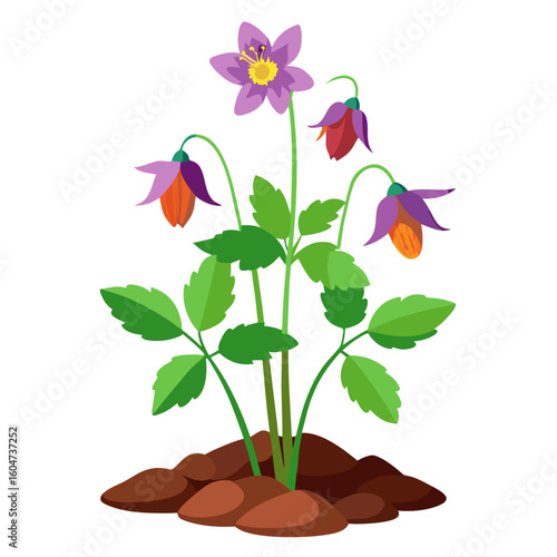 Illustration of purple and orange columbine flower plant growing in rich brown soil ground cover