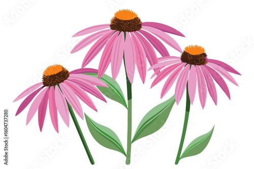 Beautiful echinacea purpurea flowers illustration for garden design and floral arrangements ideas