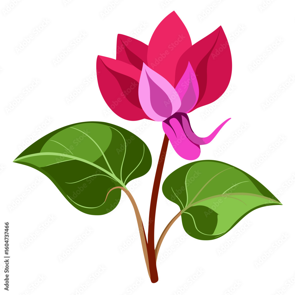 Obraz premium Cyclamen flower illustration, pink cyclamen drawing, floral design element, botanical art vector