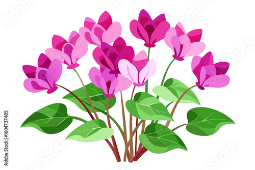 Cyclamen flower vector illustration, pink cyclamen plant drawing for graphic design projects