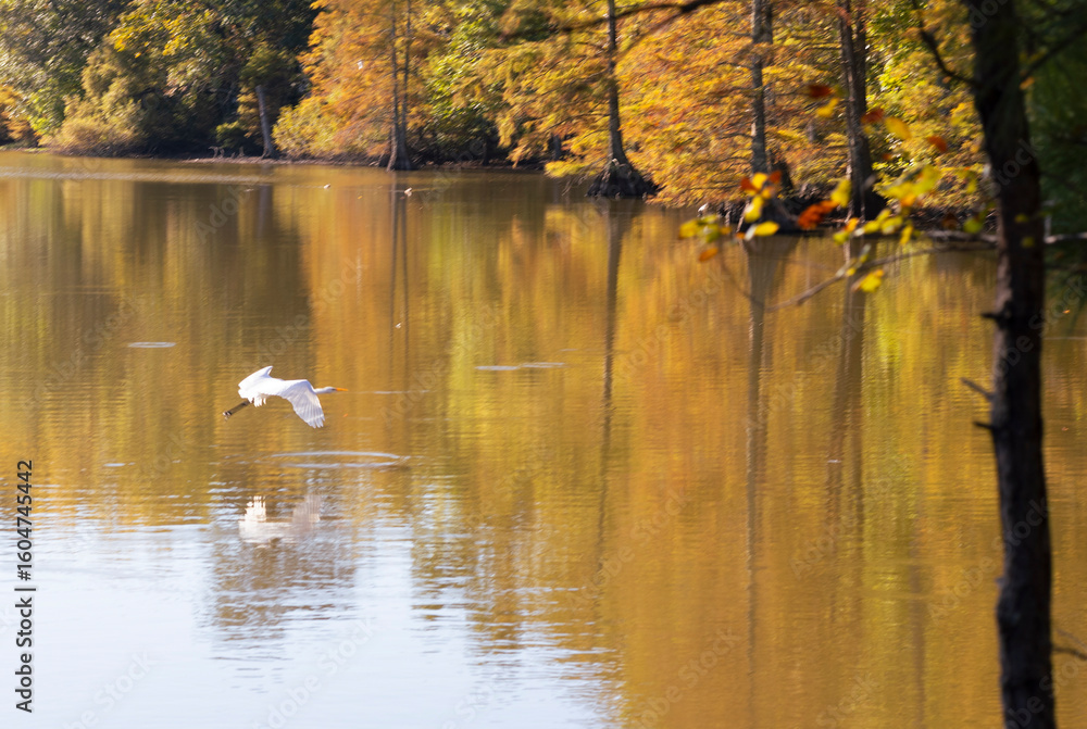 Fototapeta premium lake in autumn