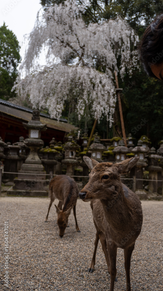 Naklejka premium kasugataisha in japan