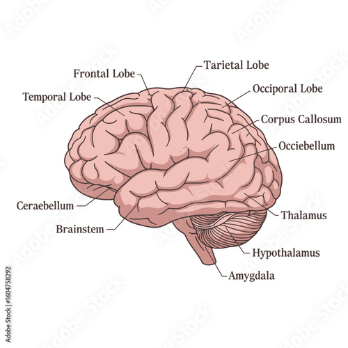 human brain model