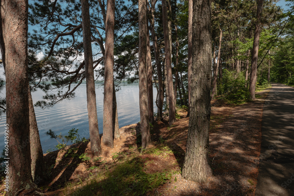 Fototapeta premium Beneath the pines alongside Trout Lake, Vilas County, Wisconsin in early July