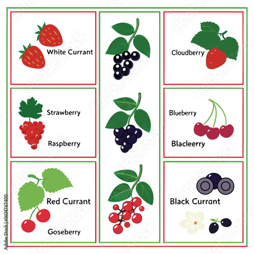 An Illustrated Guide to Various Berries and Their Identification