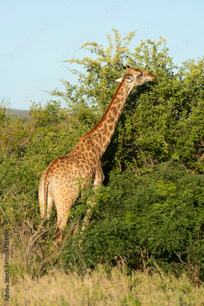 Fototapeta premium Girafe , Giraffa camelopardalis giraffa, Parc national Kruger, Afrique du Sud