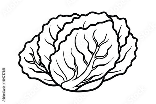 Napa Cabbage With Light Green Tones No Text