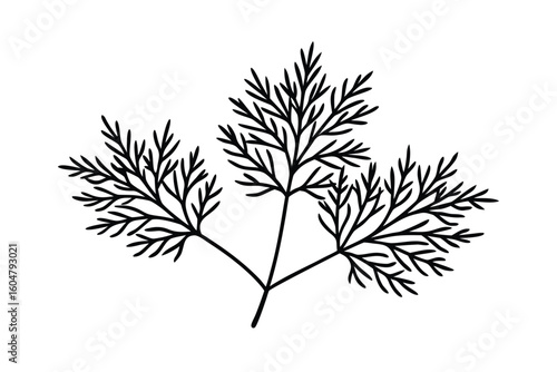 Dill Leaves Isolated Minimal Vector No Text