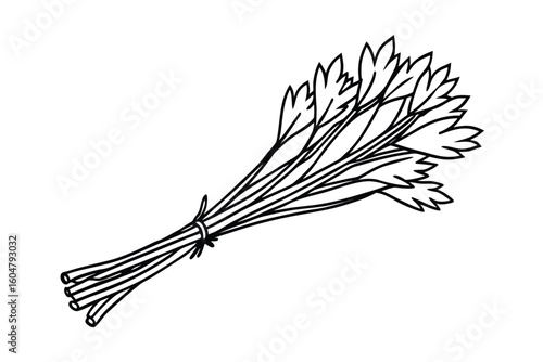 Dill Leaves Bundle Clean White Background