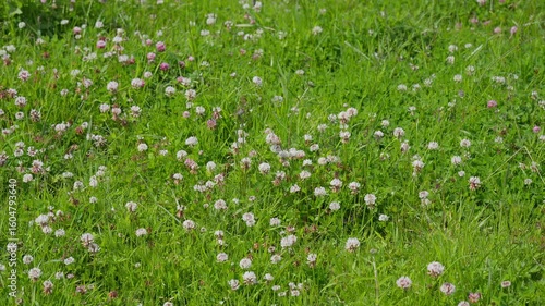 Wallpaper Mural A serene and tranquil meadow filled with fleeting white and pink flowers during spring Torontodigital.ca