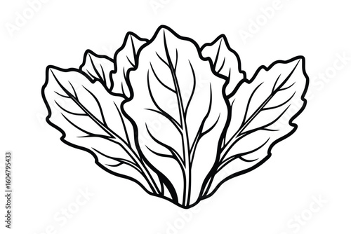 Chicory Leaves In Clean Style No Text