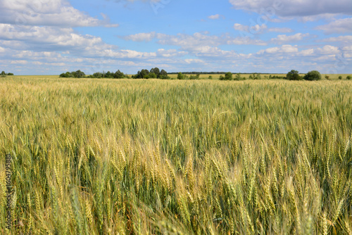 Golden wheat field under a bright blue sky with fluffy clouds summer wallpaper