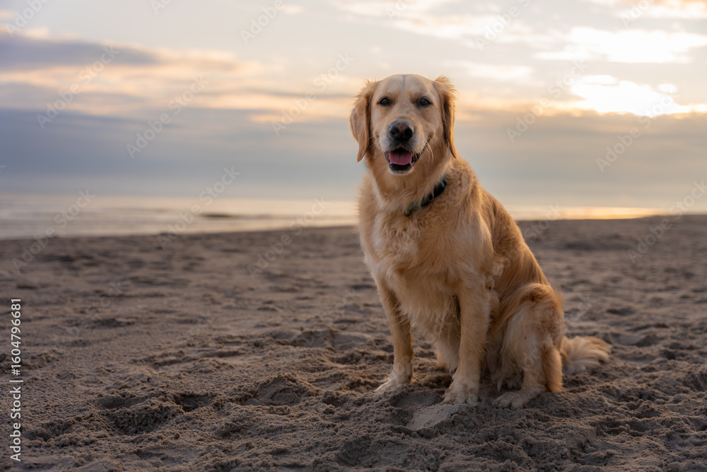 Golden retriever sitting on sand during beach sunrise, joyful pet enjoying calm morning outdoors Golden retriever sitting on sand during beach sunrise, joyful pet enjoying calm morning outdoors