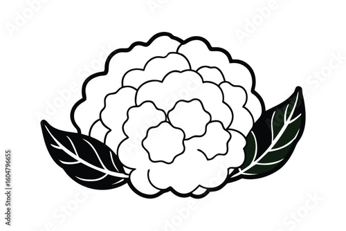 Cauliflower With Green Leaves Flat Doodle Vector