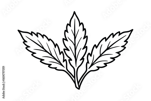 Carrot Top Leaves Clean Style No Text