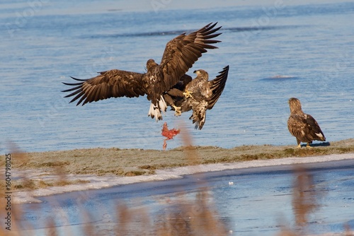 White tailed Eagle in a fight 