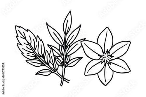 Basil Thyme Rosemary Sprigs Clean Vector