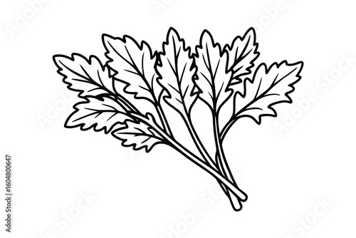 Arugula Bunch Clean White Background