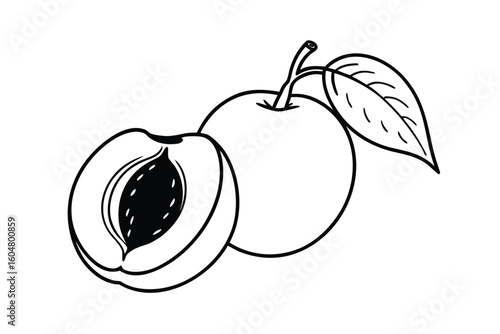 Apricot With Seed Exposed Vector Illustration