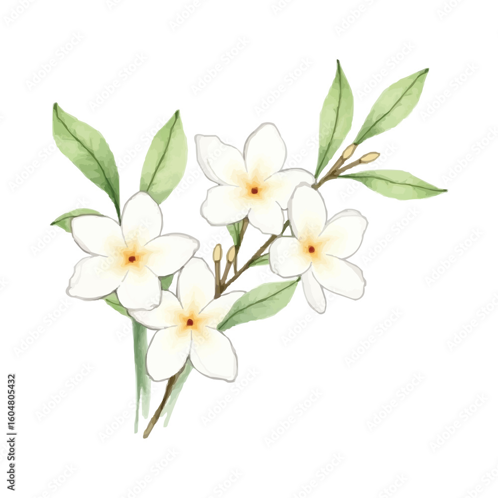 Fototapeta premium watercolor jasmine bouquet