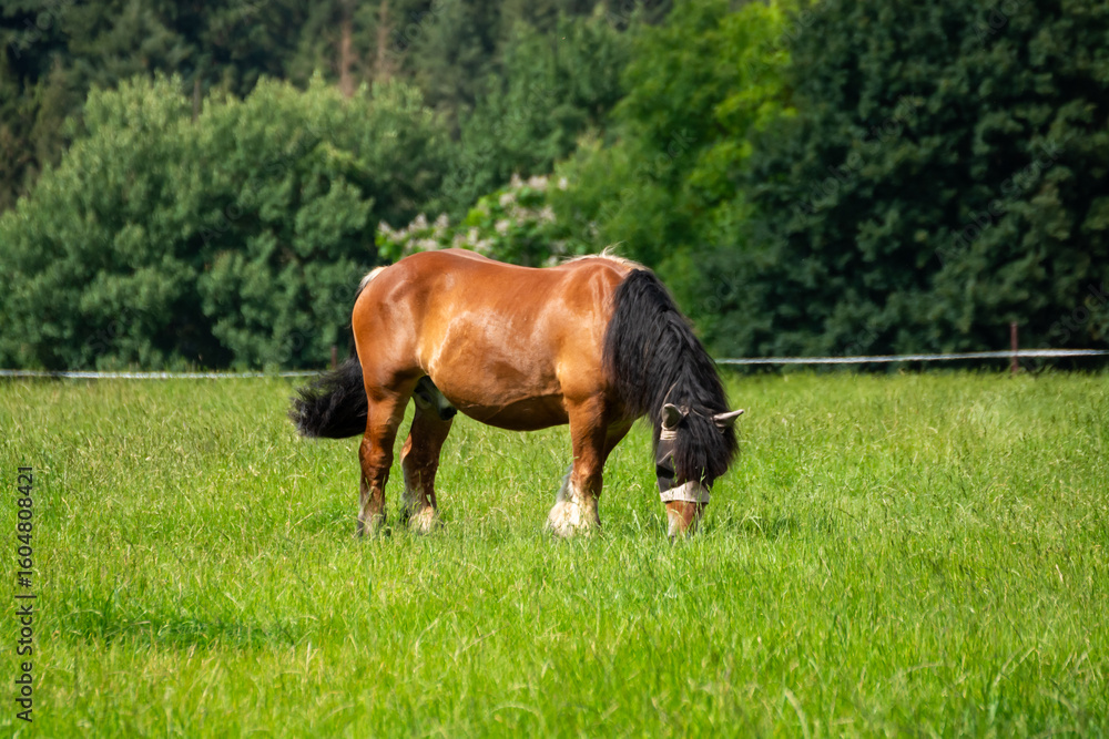 Obraz premium A brown horse is grazing in a lush green field