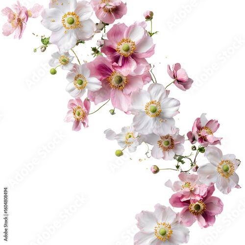 Diagonal Flowing Composition of White and Pink Anemone Blooms, Isolated on Transparent Background png