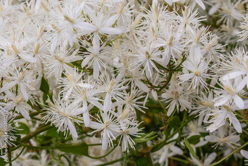 Wallpaper Mural Clematis flammula oder Clematis Flamme Torontodigital.ca