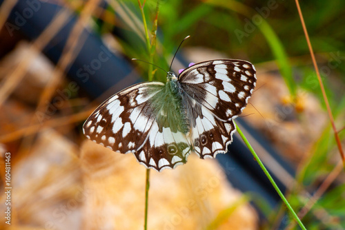 Wallpaper Mural Schmetterling Schachbrettfalter oder auch Damenbrett (Melanargia galathea) Torontodigital.ca