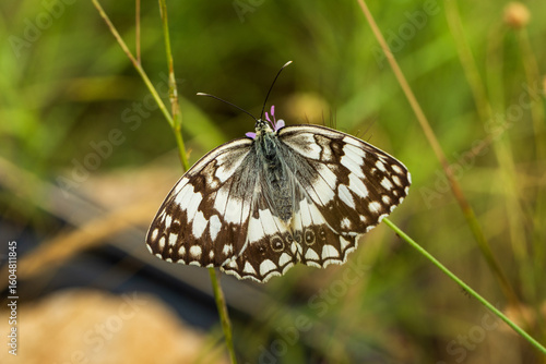 Wallpaper Mural Schmetterling Schachbrettfalter oder auch Damenbrett (Melanargia galathea) Torontodigital.ca